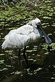 Royal spoonbill