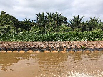 Sago logs ready for processing in Kampung Medong.