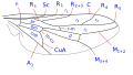 Diagram of wing veins in Scenopinus