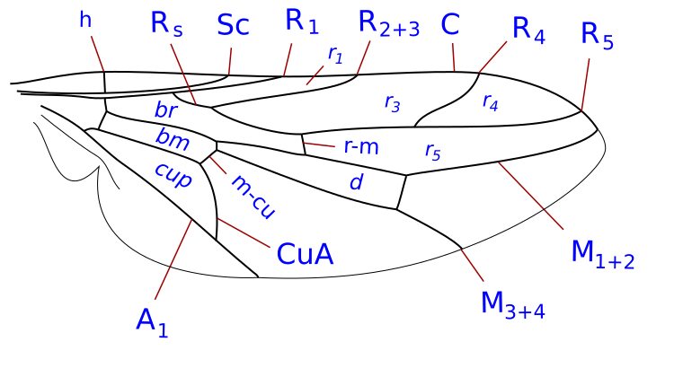 File:Scenopinidae wing veins-1.svg