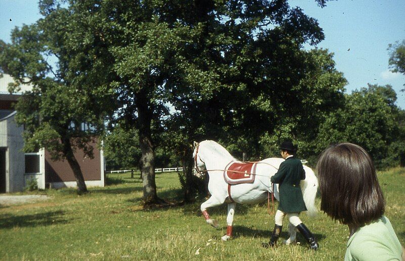 File:SežanaLipicaLipicaner1978-2.jpg