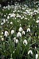 Snowdrops at Turvey Abbey