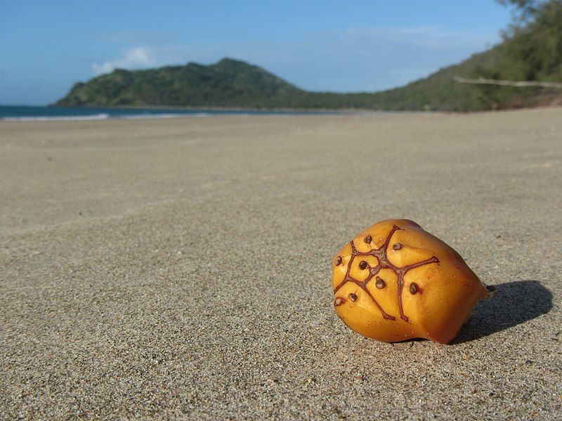 File:Solitary pandanus seed.jpg