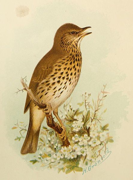 File:Song Thrush Grönvold.jpg