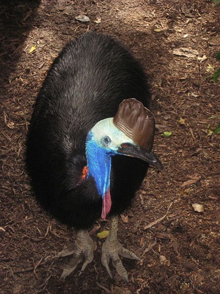 File:Southern Cassowary1.JPG