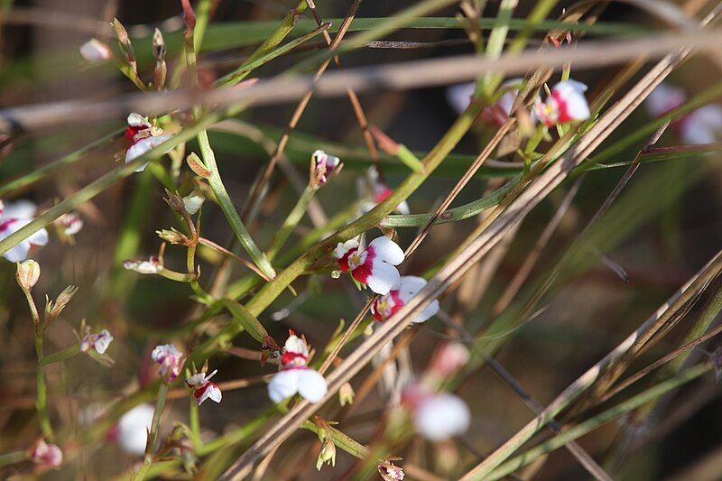 File:Stylidium tenerrimum.jpg