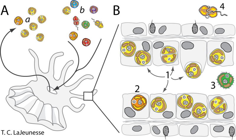 File:Symbiodinium Ecology.png