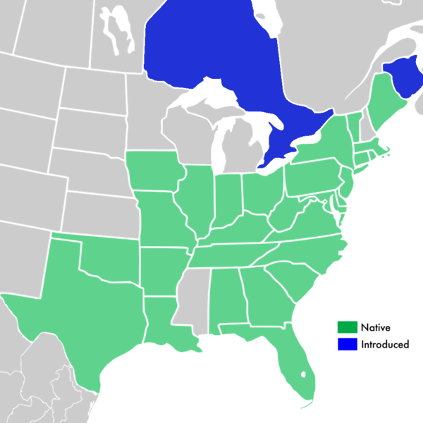 File:Symphyotrichum racemosum distribution.png