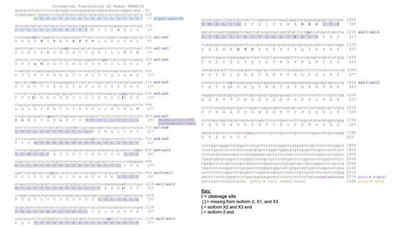 File:TMEM145 conceptual translation.pdf