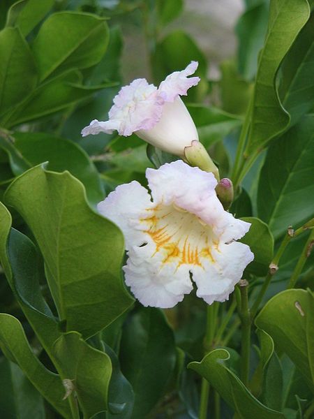 File:Tabebuia roseo-alba2.JPG