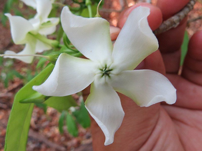 File:Tabernaemontana amygdalifolia cropped.jpg