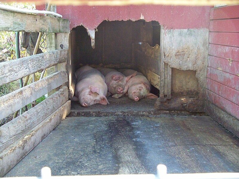 File:Three Pigs Sleeping.JPG