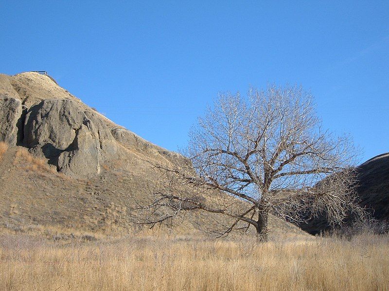 File:Tree in coulee.JPG