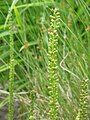 Triglochin maritima inflorescence