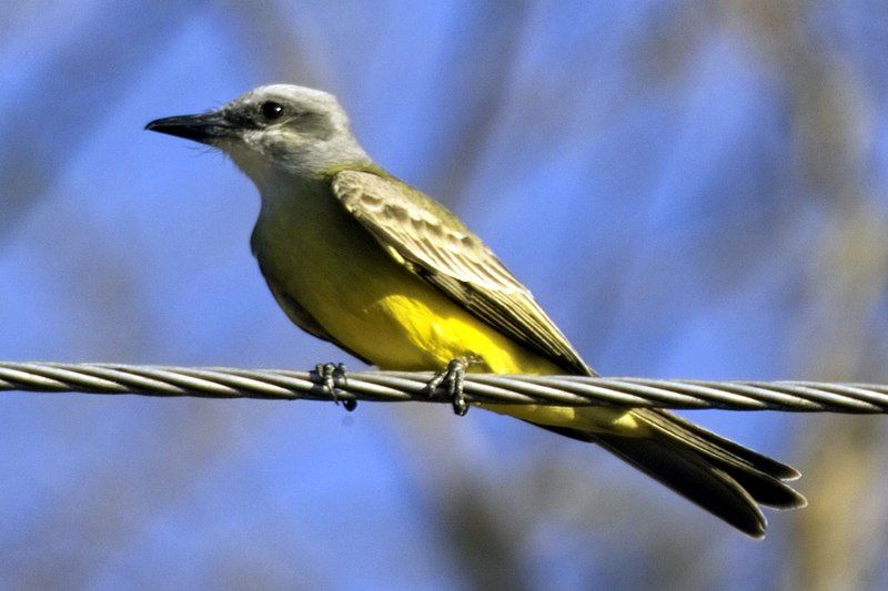 File:Tropical Kingbird.jpg