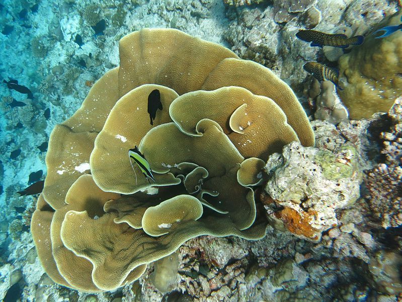 File:Turbinaria mesenterina Maldives.JPG