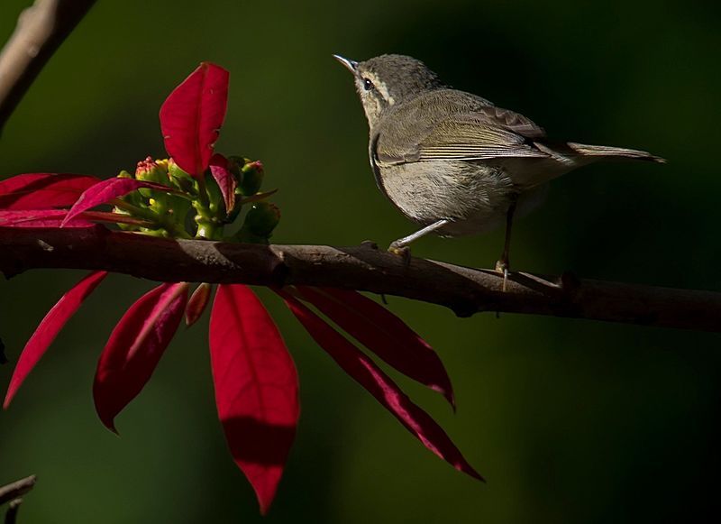 File:Tytler's Leaf Warbler.jpg