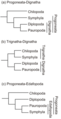 Image 28Some of the various hypotheses of myriapod phylogeny. Morphological studies (trees a and b) support a sister grouping of Diplopoda and Pauropoda, while studies of DNA or amino acid similarities suggest a variety of different relationships, including the relationship of Pauropoda and Symphyla in tree c. (from Myriapoda)