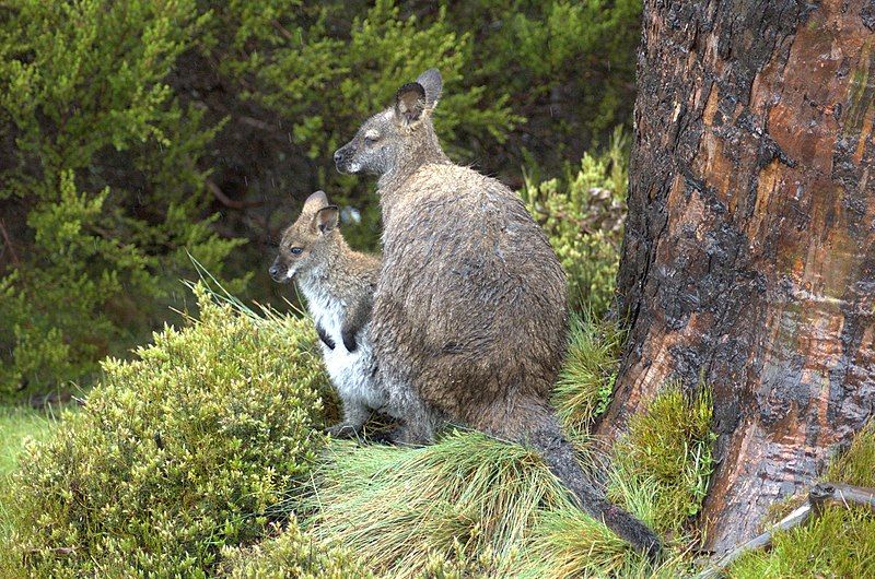 File:Wallabies-mother-and-son.jpg