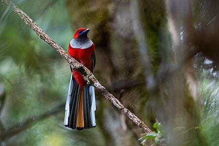 Whitehead's trogon, front view, by JJ Harrison