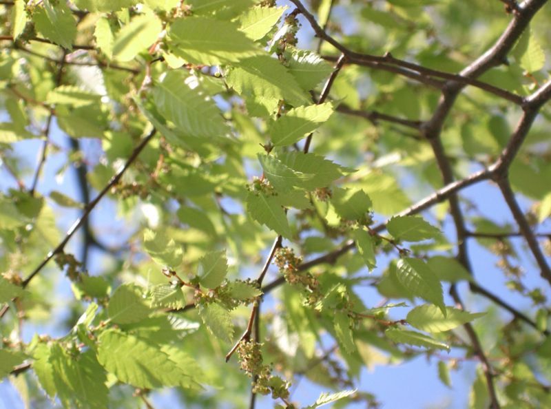 File:Zelkova serrata5.jpg