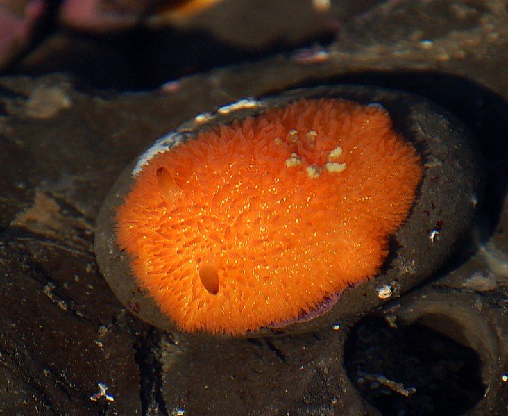 File:Acanthodoris lutea.jpg