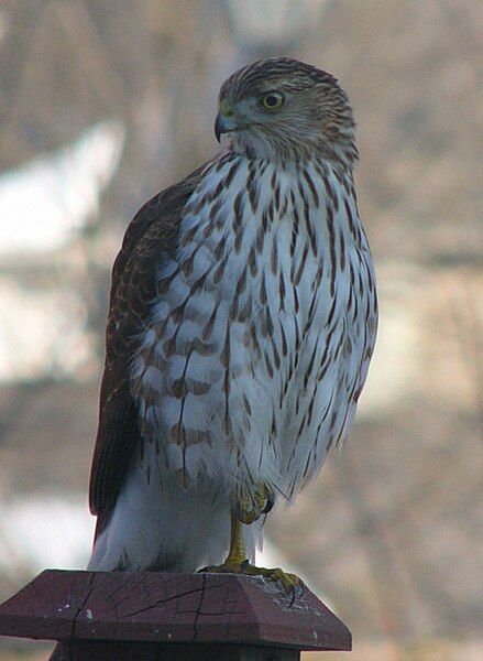 File:Accipiter on fence.jpg