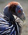 Head of a vulturine guineafowl