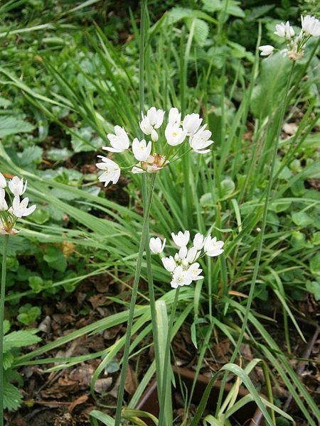 File:Allium roseum 001.jpg