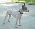 American Hairless Terrier