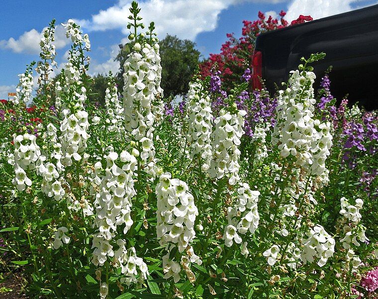 File:Angelonia.jpg