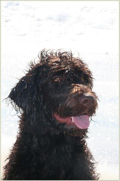 File:Another labradoodle.jpg