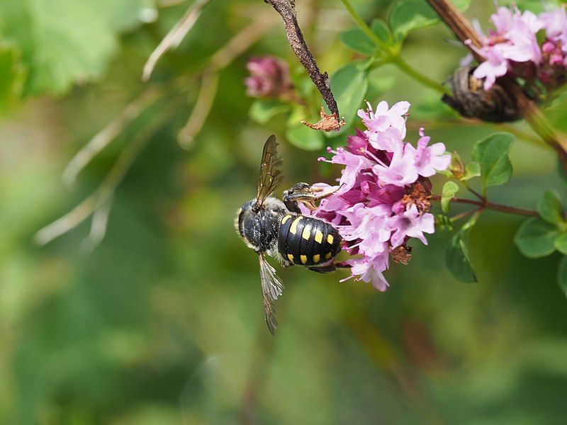 File:Anthidium septemspinosum.jpg