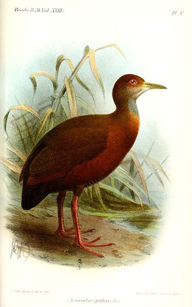 File:AramidesGutturalisKeulemans.jpg