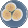 Aspergillus neoauricomus growing on CYA plate