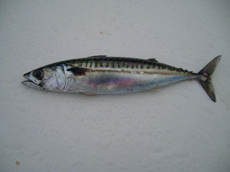 File:Atlantic mackerel fish.jpg