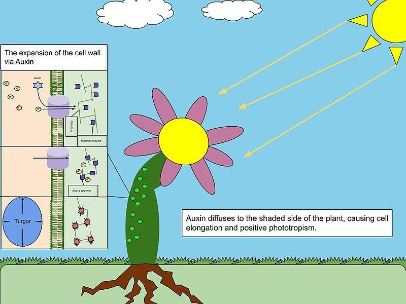 File:Auxin Phototropism.jpg