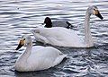 Tundra Swan, Cygnus columbianus