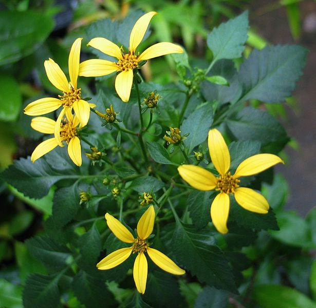 File:Bidens wiebkei (4743672596).jpg