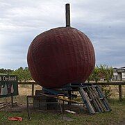 The Big Apple from front on after being blown down by a storm, supported by a pile of wood.