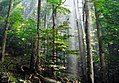 Image 42Old-growth European beech forest in Biogradska Gora National Park, Montenegro (from Old-growth forest)