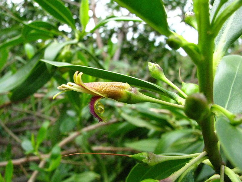 File:Bontia daphnoides (5819100012).jpg