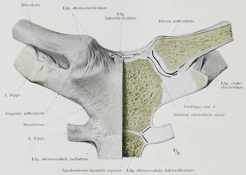 File:Braus 1921 143.png