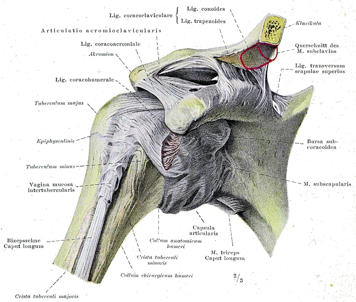 File:Braus 1921 148.png