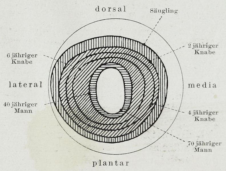 File:Braus 1921 314.png