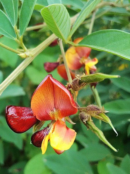 File:Cajanus cajan, flowers.jpg