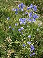 Campanula rhomboidalis