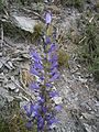 Campanula spicata