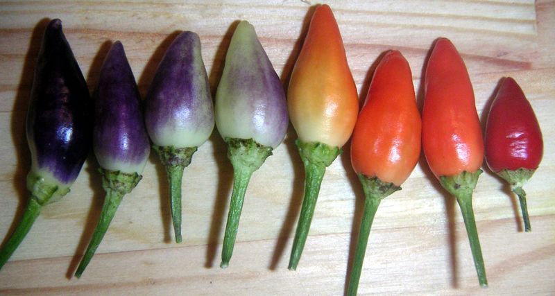 File:Capsicum annuum Twilight.jpg