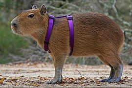 Capybara